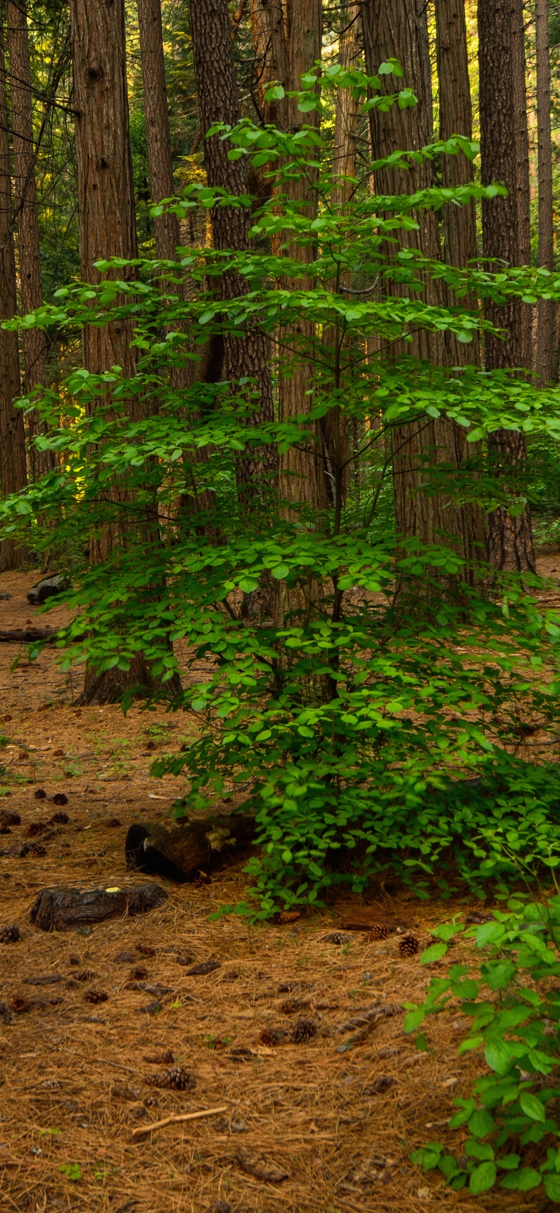Обои лесистая местность, дерево, лес, роща, окружающая среда в разрешении 1125x2436