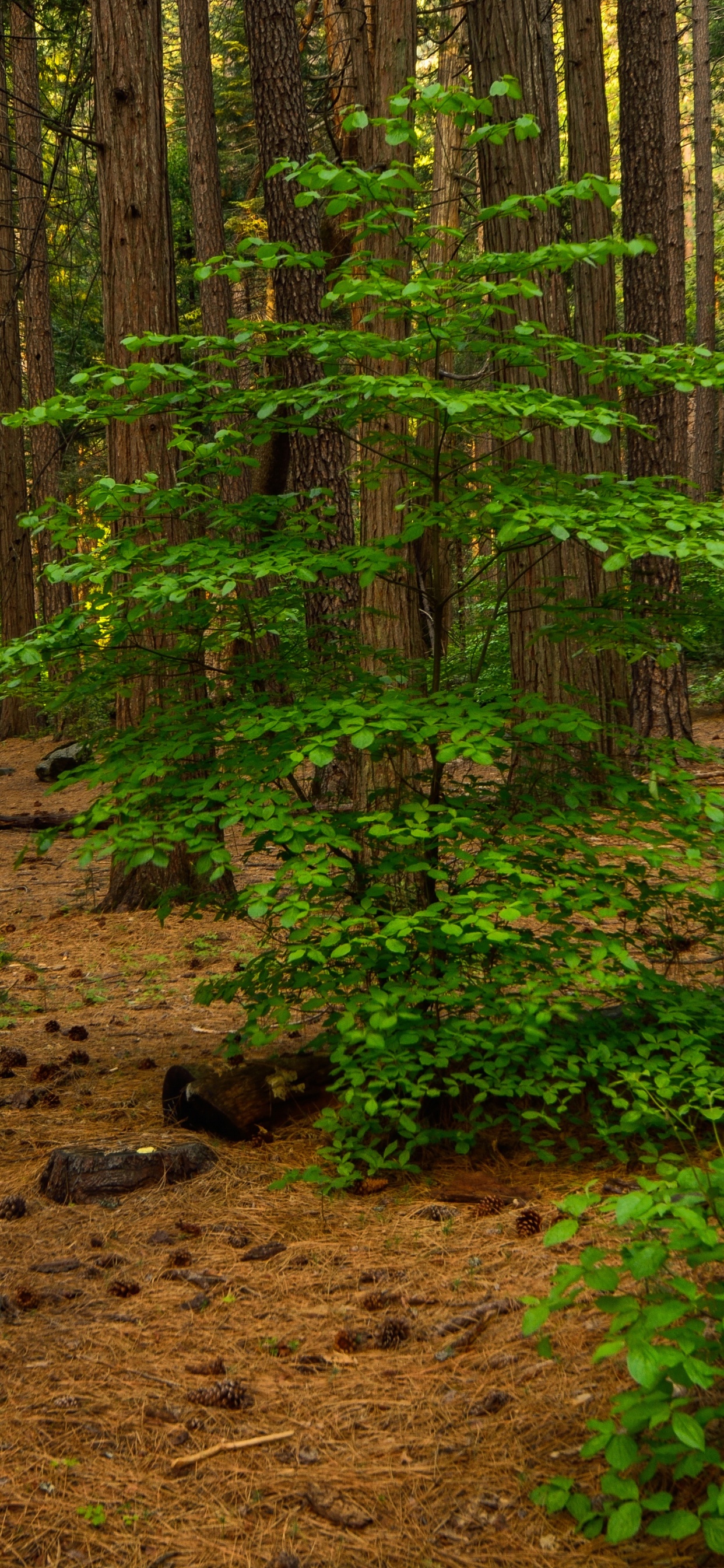 Обои лесистая местность, дерево, лес, роща, окружающая среда в разрешении 1242x2688