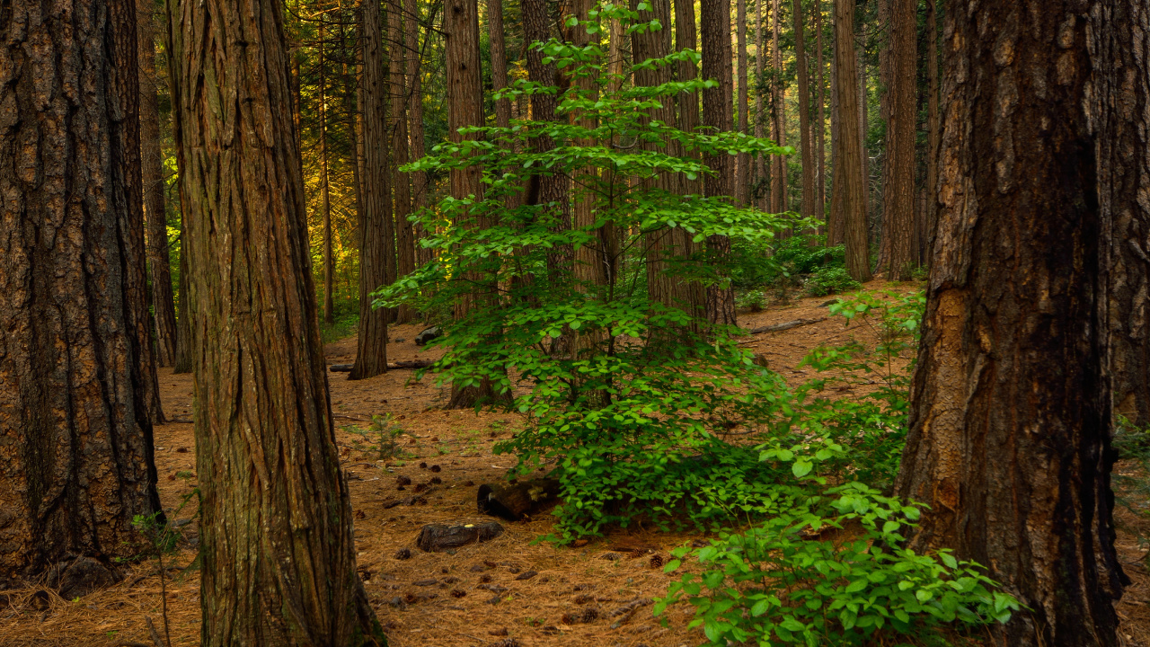 Обои лесистая местность, дерево, лес, роща, окружающая среда в разрешении 1280x720