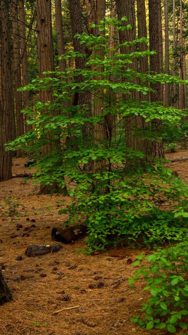Обои лесистая местность, дерево, лес, роща, окружающая среда в разрешении 720x1280