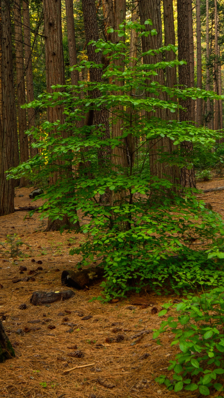 Обои лесистая местность, дерево, лес, роща, окружающая среда в разрешении 750x1334