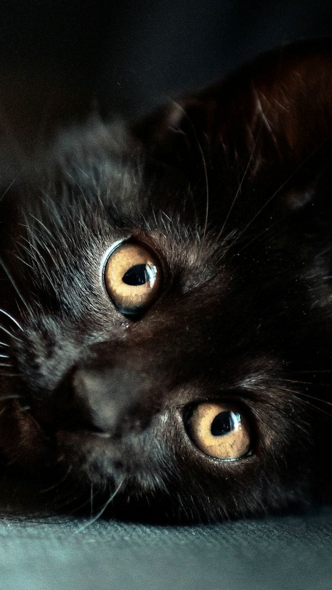 Обои черная кошка, котенок, кот, бакенбарды, кошачьих в разрешении 1080x1920