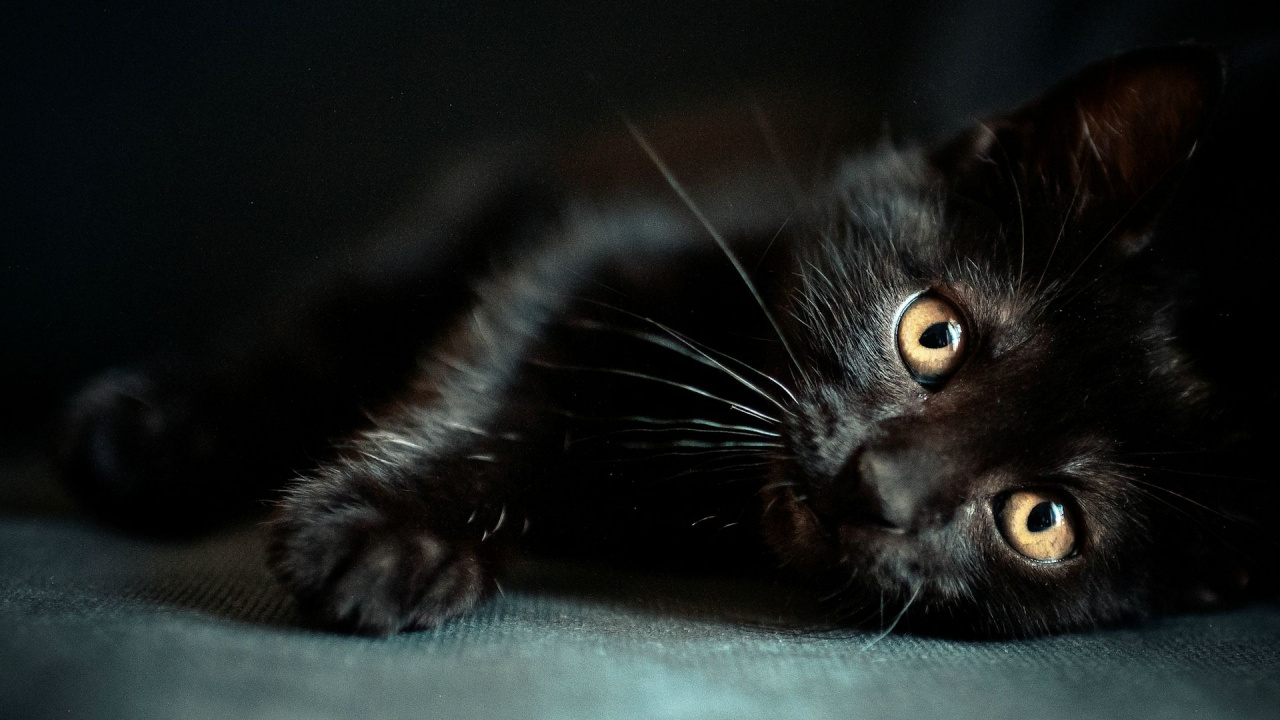 Обои черная кошка, котенок, кот, бакенбарды, кошачьих в разрешении 1280x720