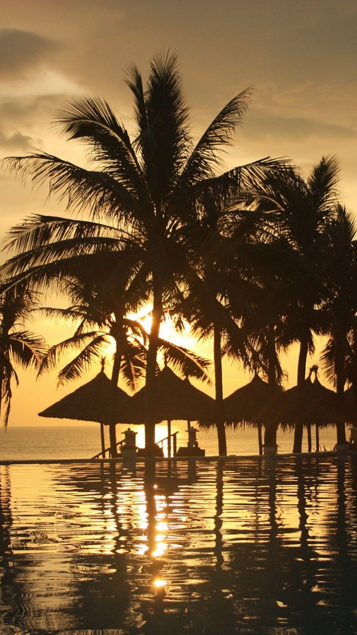 Обои дерево, тропическая зона, Пальма, закат, отражение в разрешении 720x1280