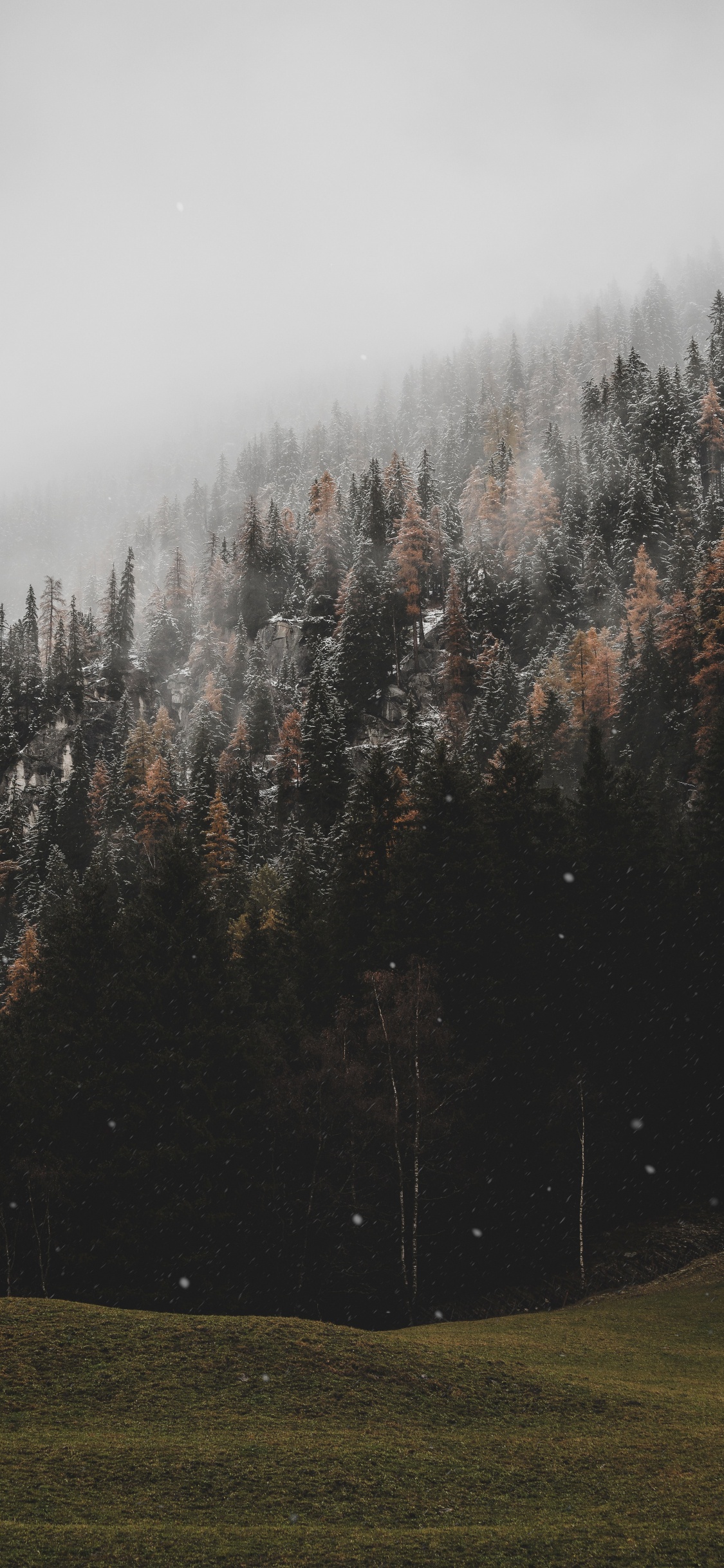 Обои дерево, облако, дымка, природный ландшафт, окружающая среда в разрешении 1125x2436