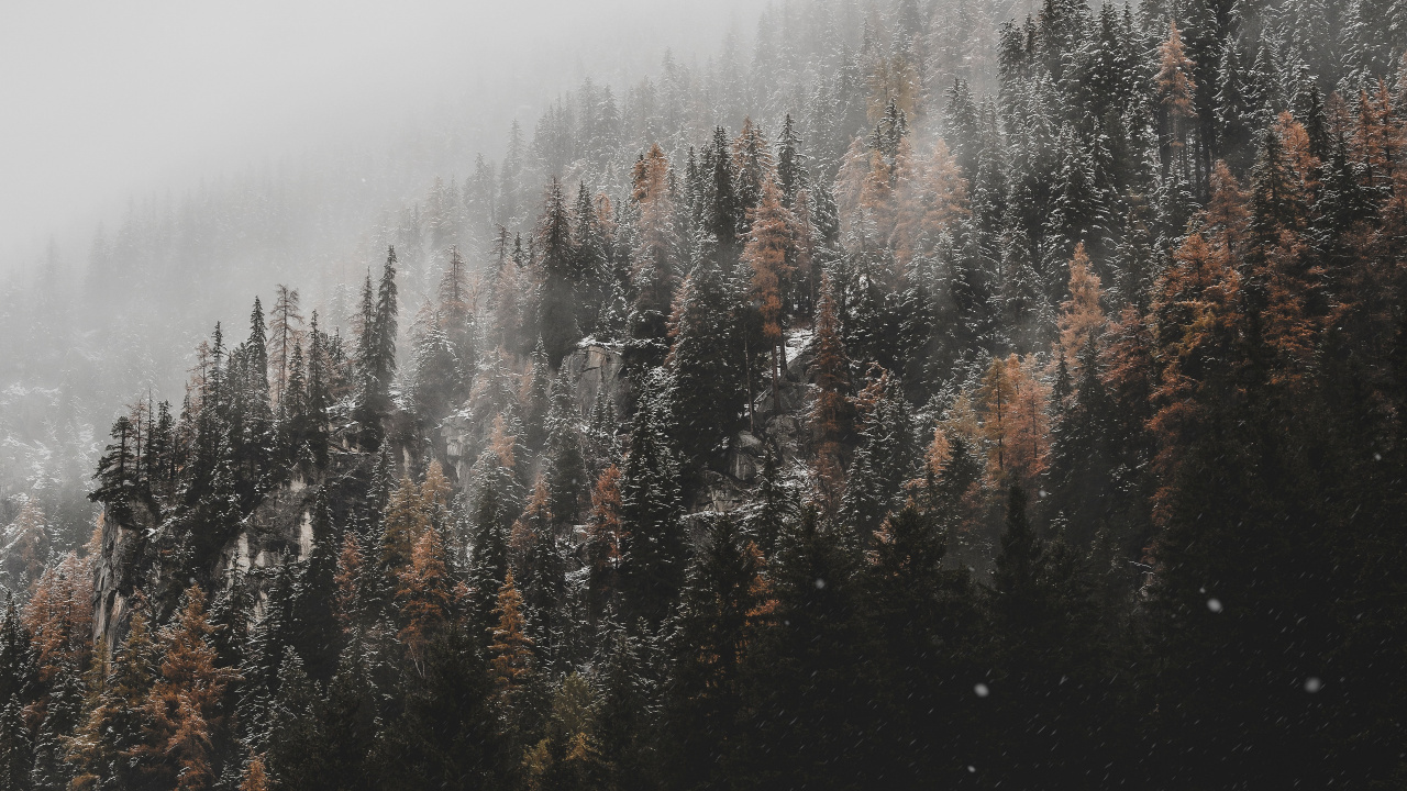 Обои дерево, облако, дымка, природный ландшафт, окружающая среда в разрешении 1280x720