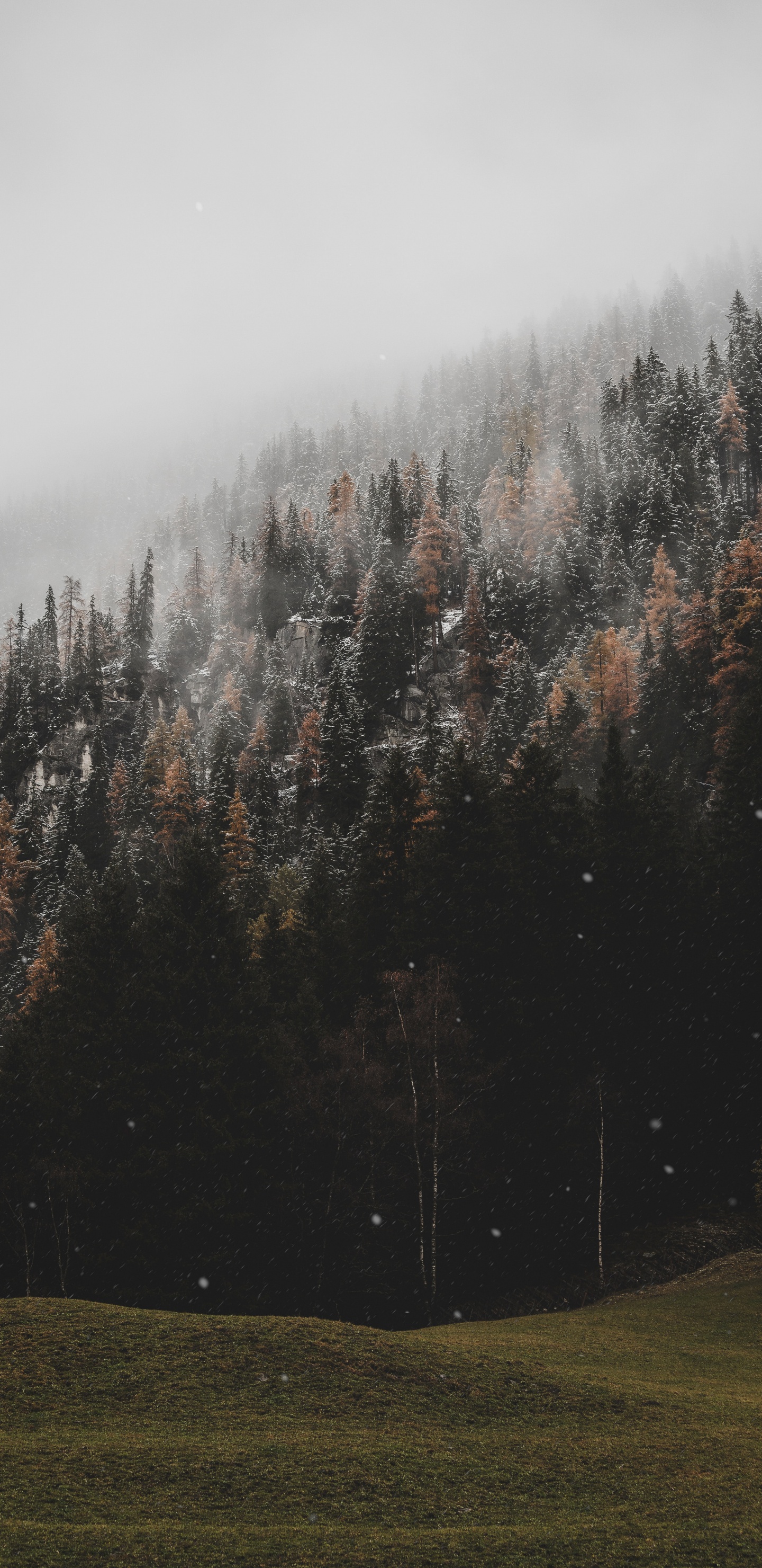 Обои дерево, облако, дымка, природный ландшафт, окружающая среда в разрешении 1440x2960