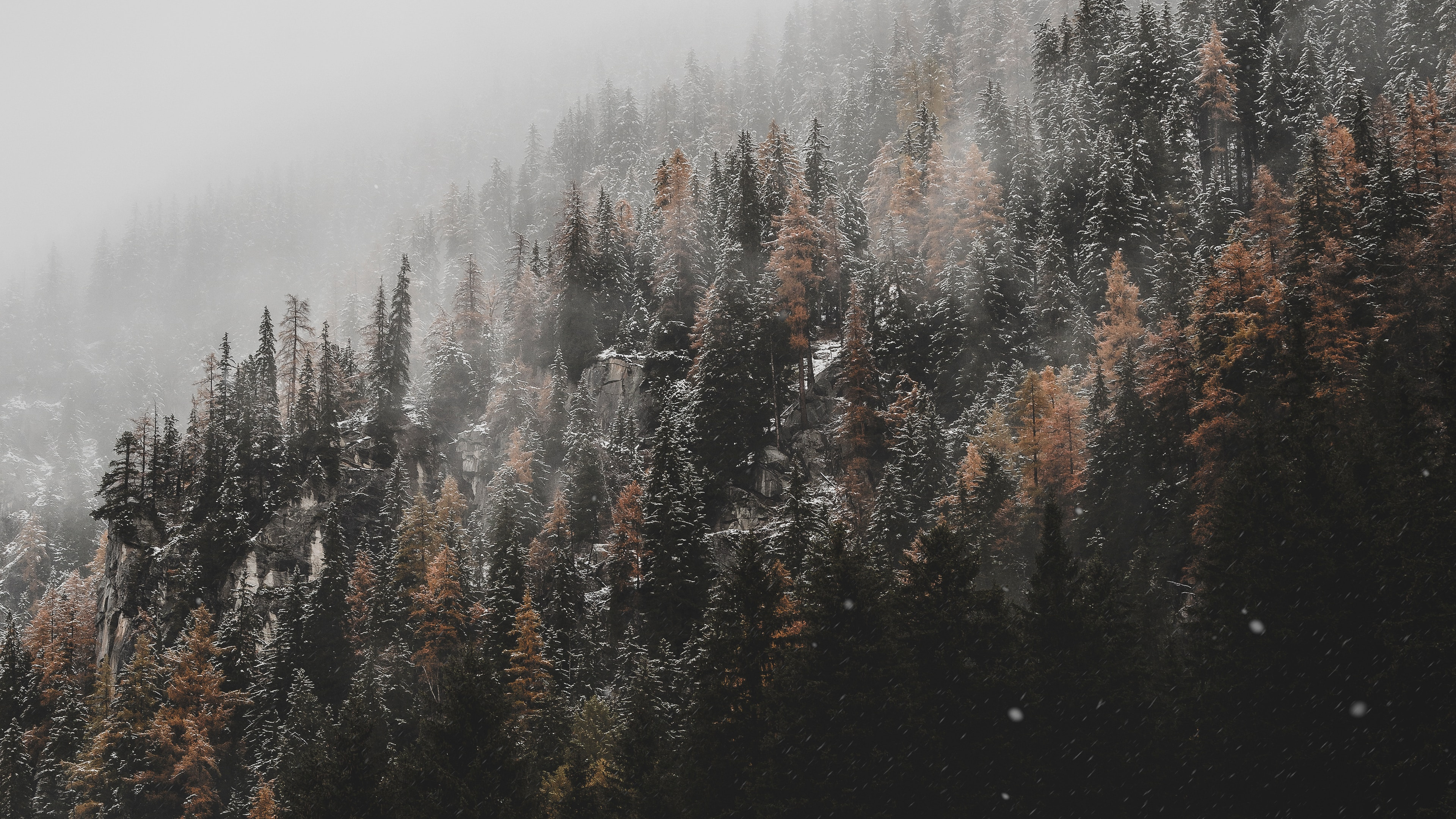 Обои дерево, облако, дымка, природный ландшафт, окружающая среда в разрешении 3840x2160