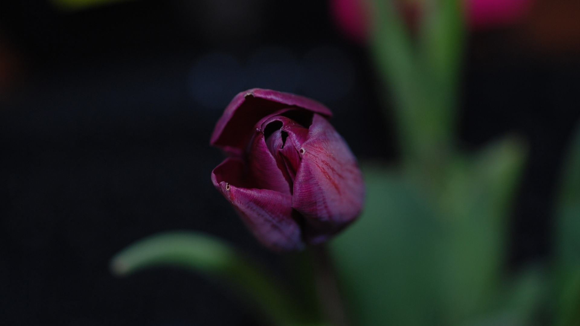 Обои лепесток, растение, бутон, макро фотография, пурпур в разрешении 1920x1080