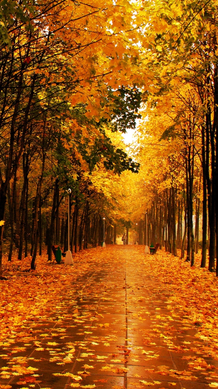 Обои осень, природа, лист, листопадные, лес в разрешении 720x1280