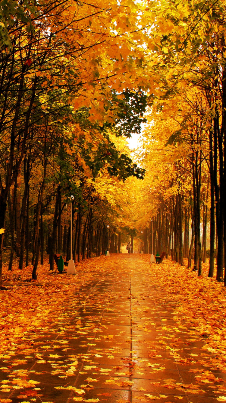 Обои осень, природа, лист, листопадные, лес в разрешении 750x1334