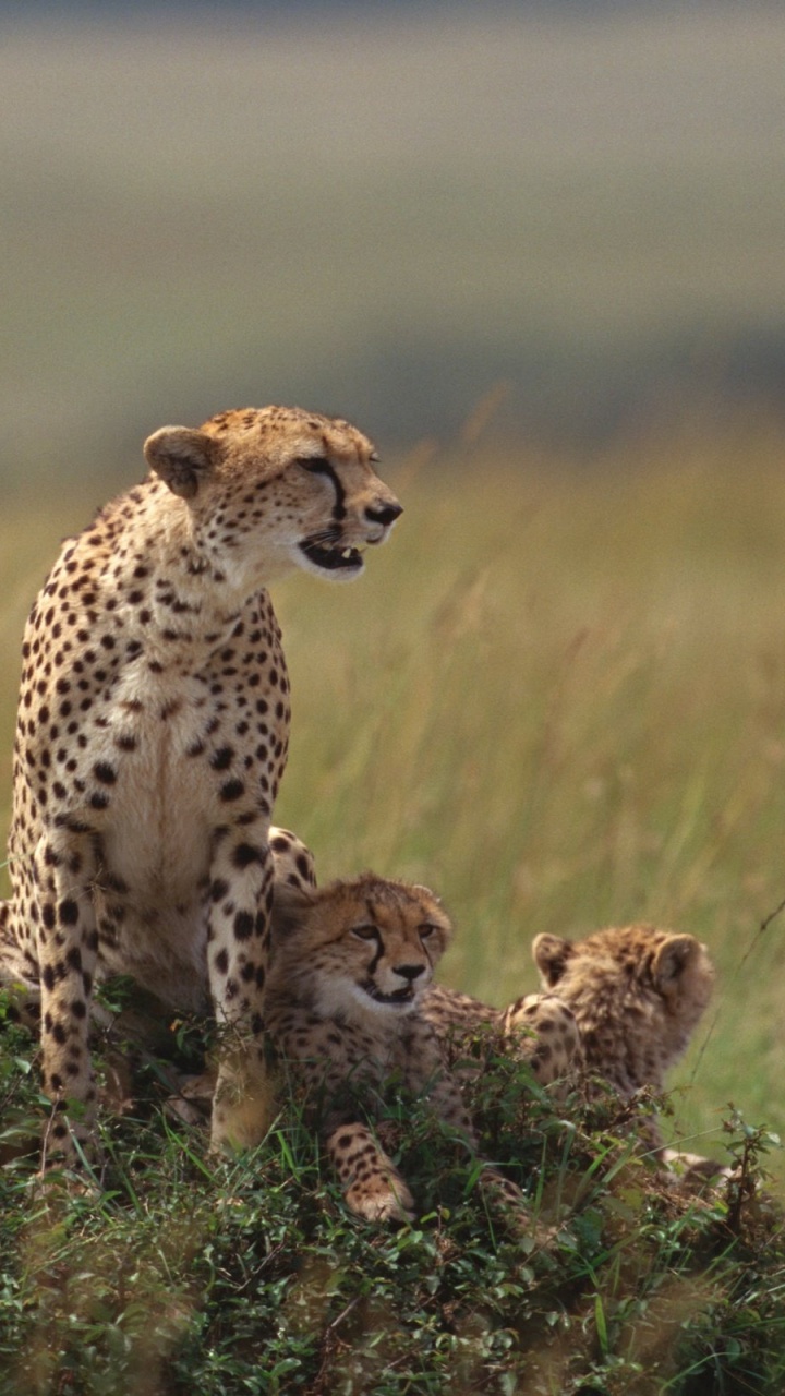 Обои Гепард, кошачьих, наземные животные, живая природа, сенокосное угодье в разрешении 720x1280
