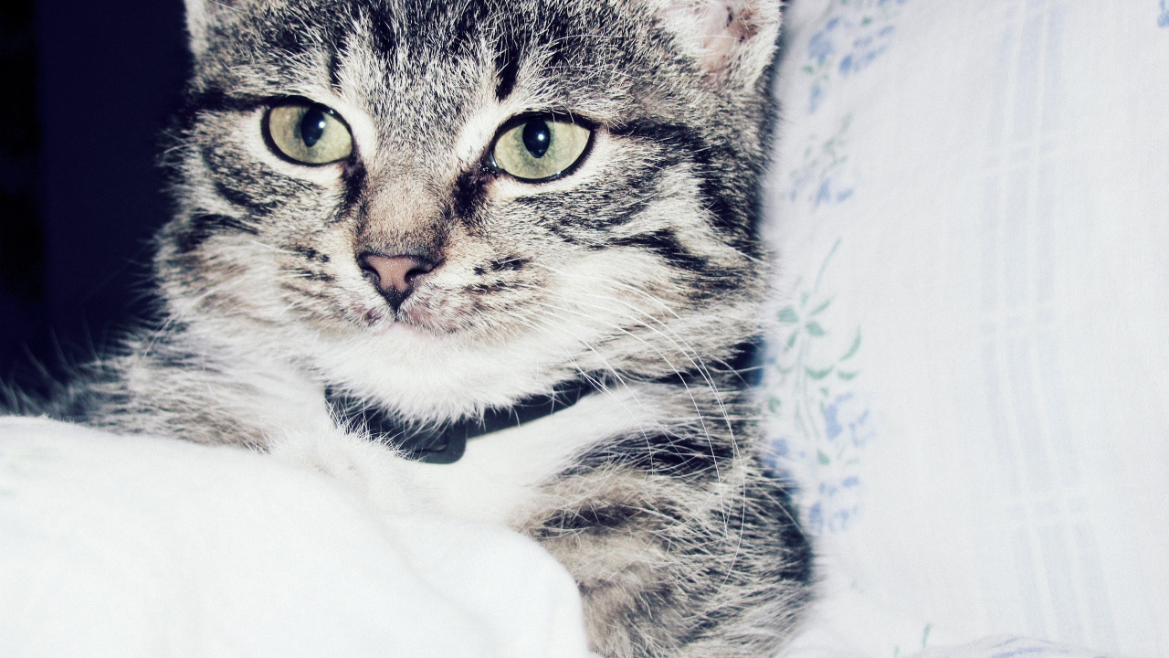 Обои кот, котенок, пес, полосатый кот, бакенбарды в разрешении 1280x720