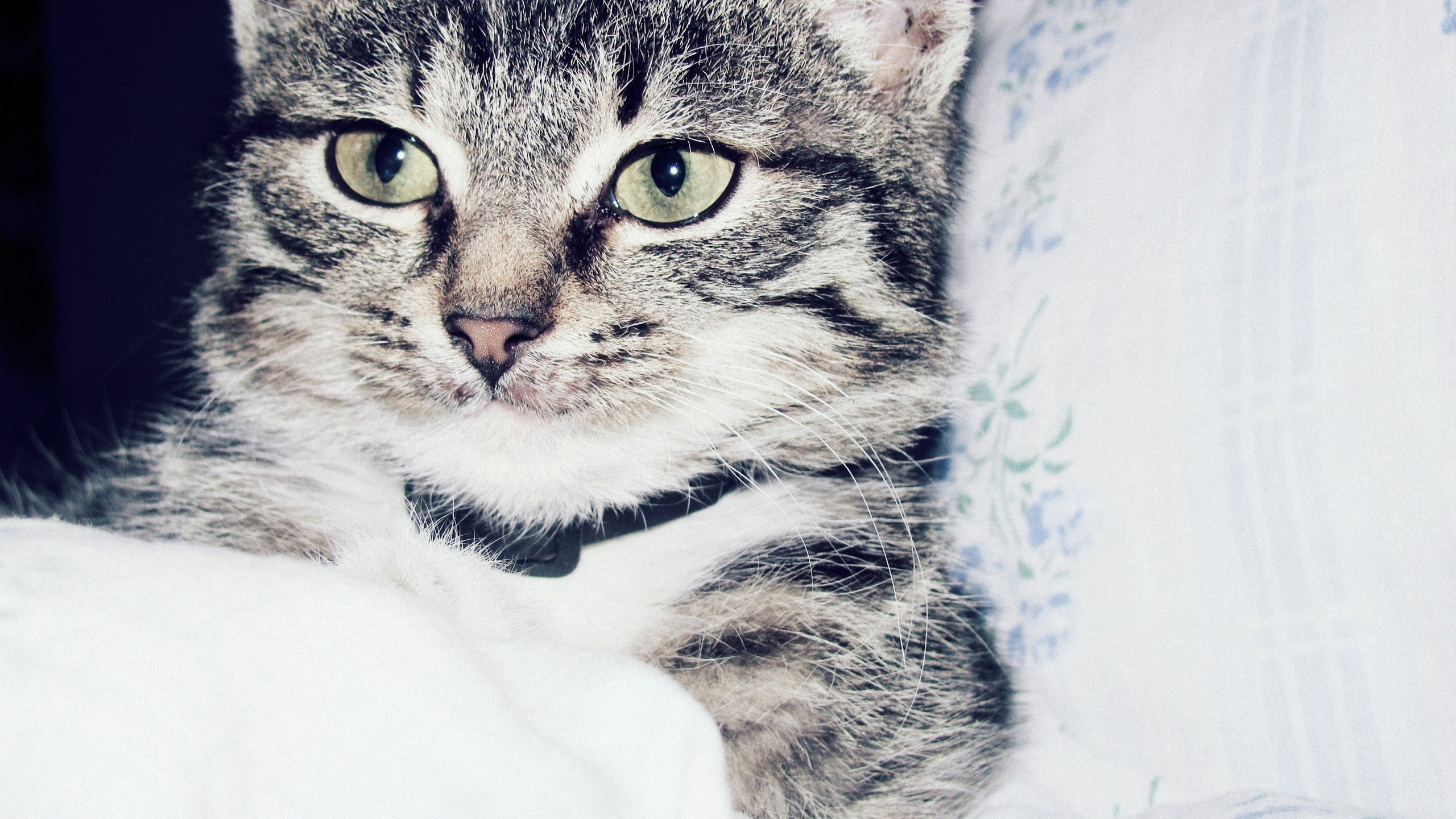 Обои кот, котенок, пес, полосатый кот, бакенбарды в разрешении 2560x1440