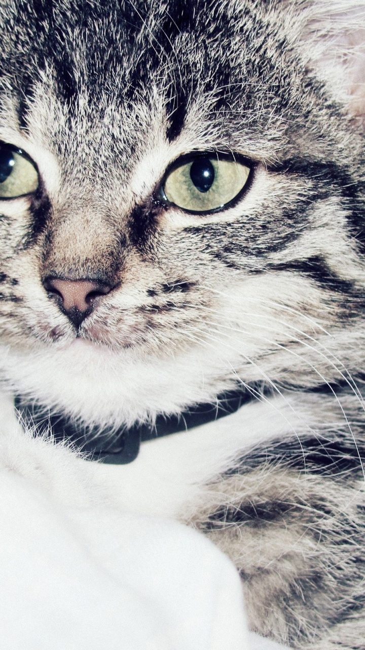 Обои кот, котенок, пес, полосатый кот, бакенбарды в разрешении 720x1280