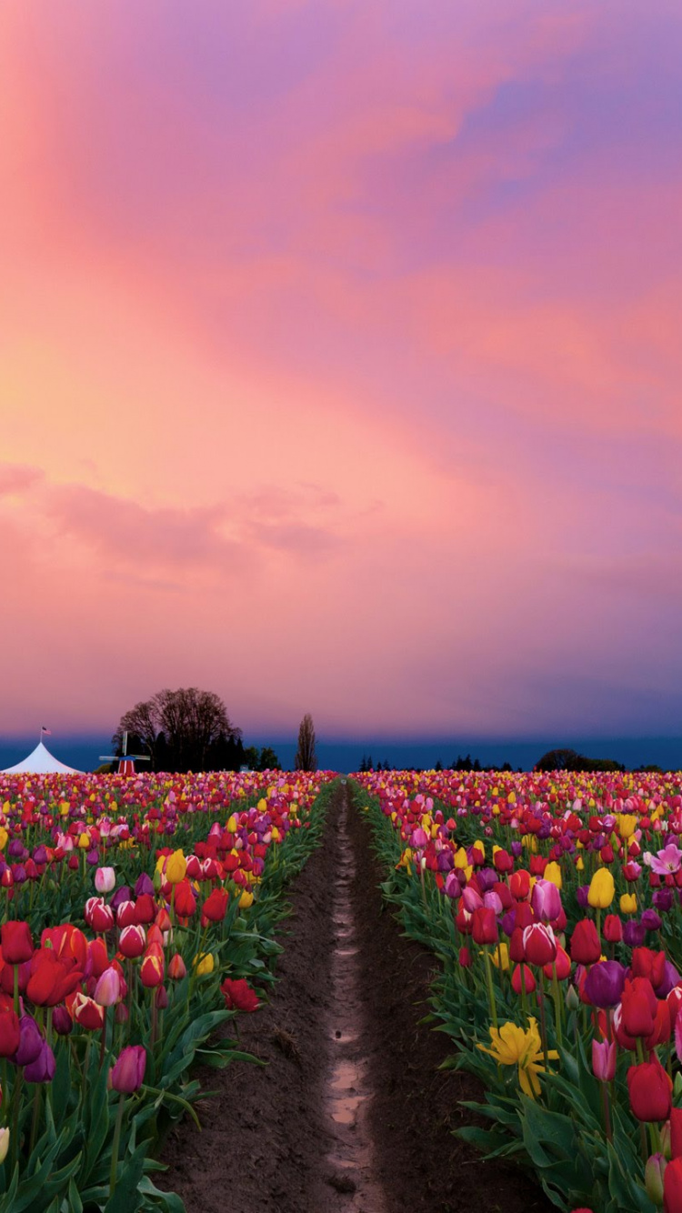 Обои тюльпаны, цветок, растение, весна, цветковое растение в разрешении 750x1334