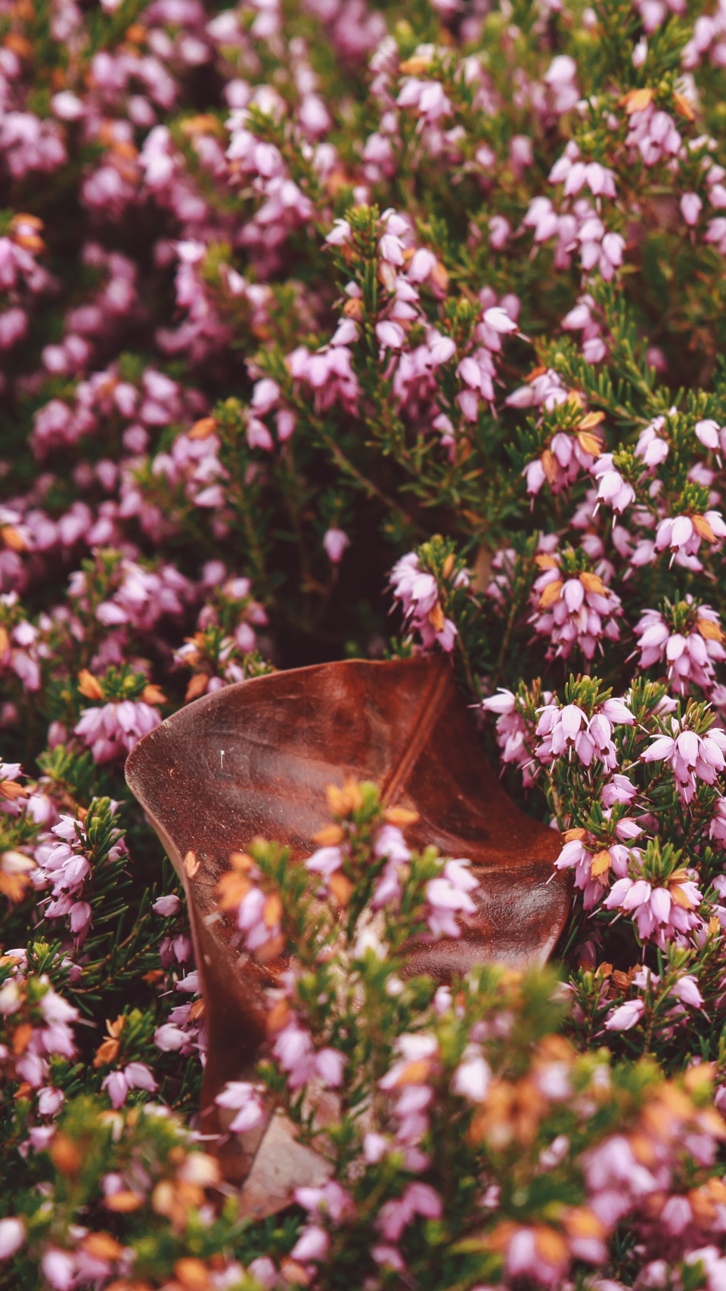 Обои цветок, сад, растение, цветковое растение, Воздухе теряя форму тимьян в разрешении 1440x2560