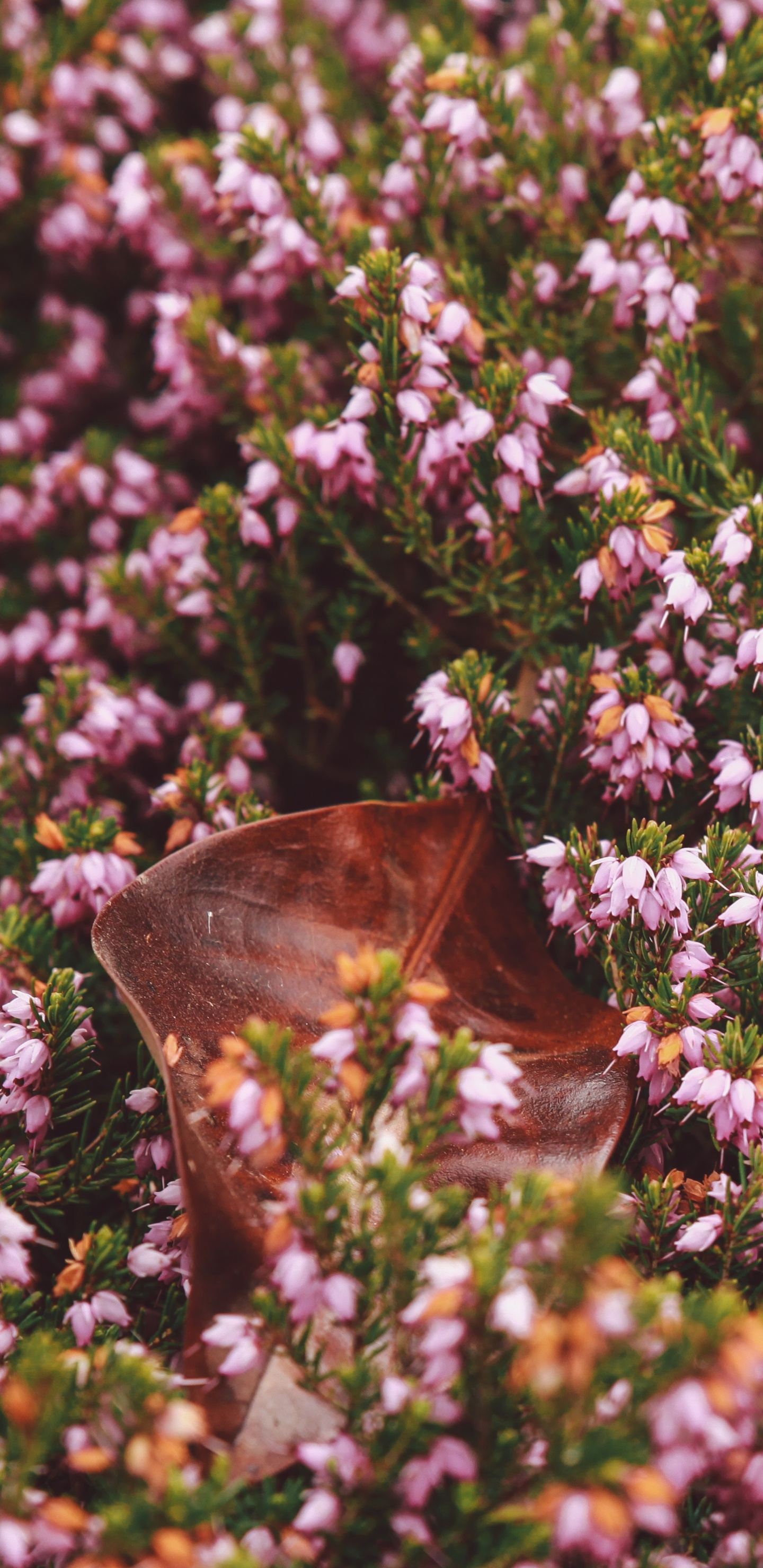 Обои цветок, сад, растение, цветковое растение, Воздухе теряя форму тимьян в разрешении 1440x2960