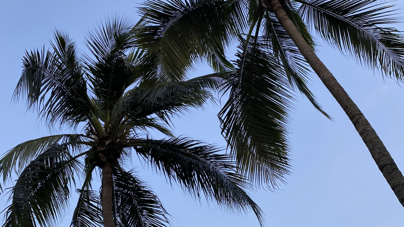 Обои Бабассу, финиковая пальма, растительность, дневное время, дерево в разрешении 1366x768