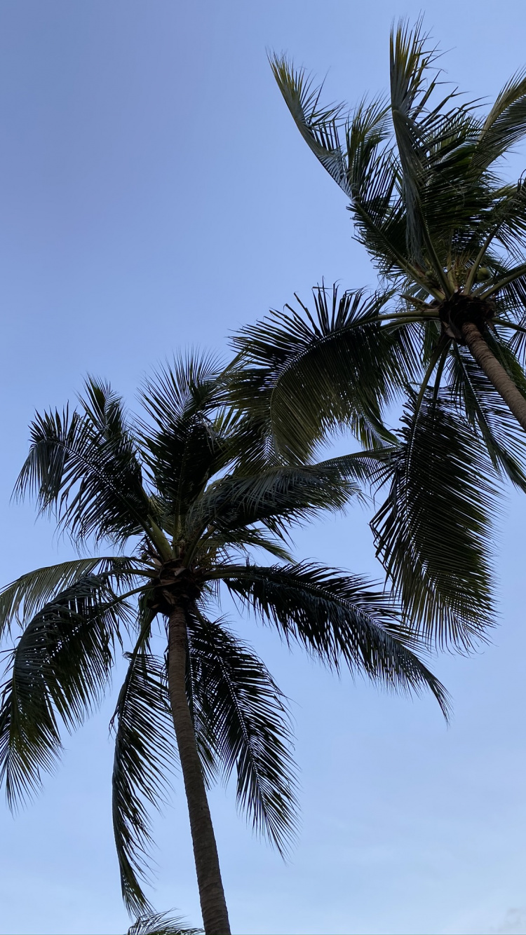 Обои Бабассу, финиковая пальма, растительность, дневное время, дерево в разрешении 750x1334