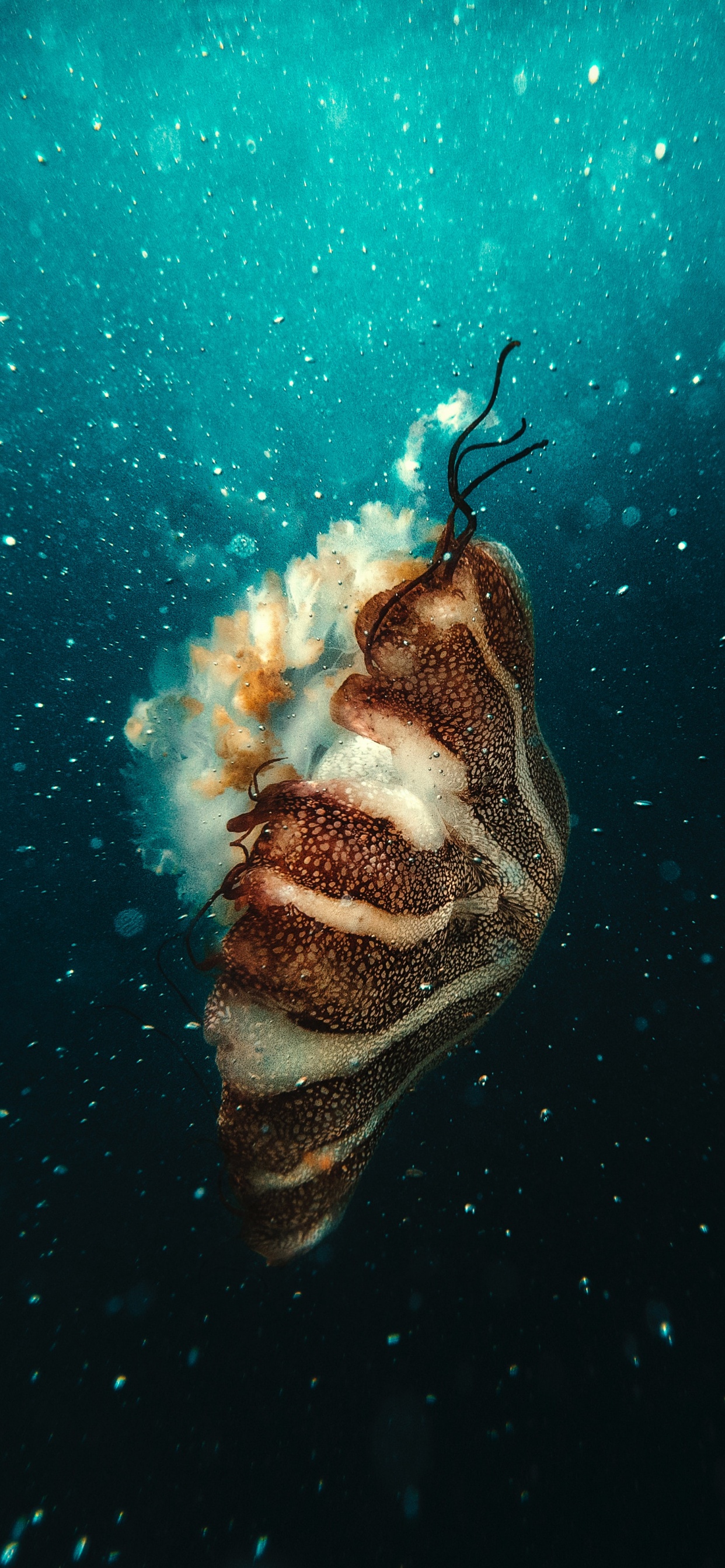 Обои подземные воды, морская биология, вода, ios, космос в разрешении 1242x2688