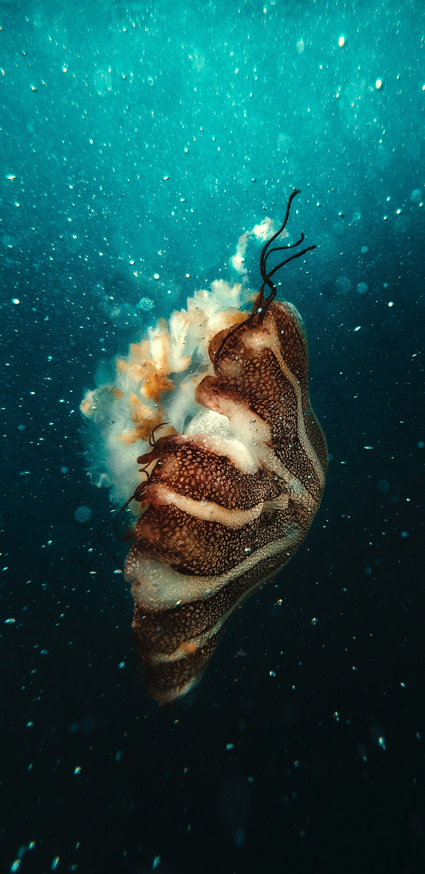 Обои подземные воды, морская биология, вода, ios, космос в разрешении 1440x2960