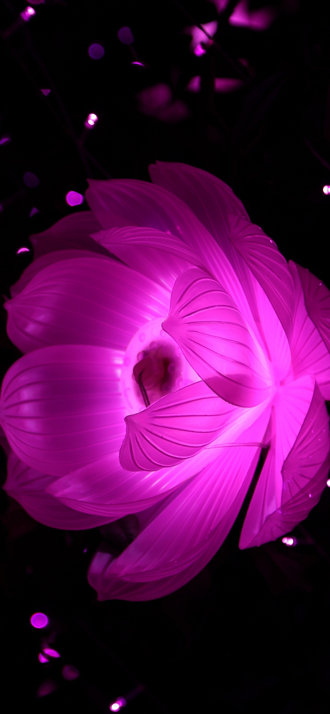 Обои Фиолетовый, розовый, лепесток, пурпур, свет в разрешении 1125x2436