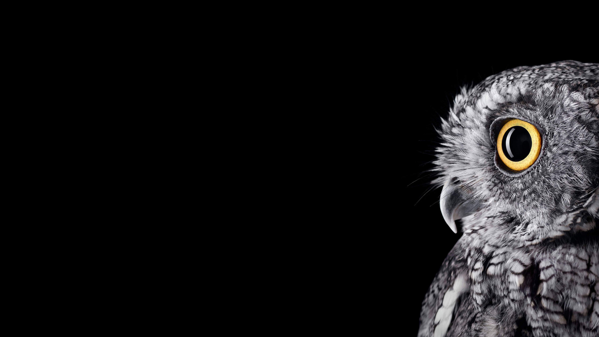 Обои Microsoft Surface, Microsoft Surface Studio, сипуха, Снежная сова, черно-белая сова в разрешении 1920x1080