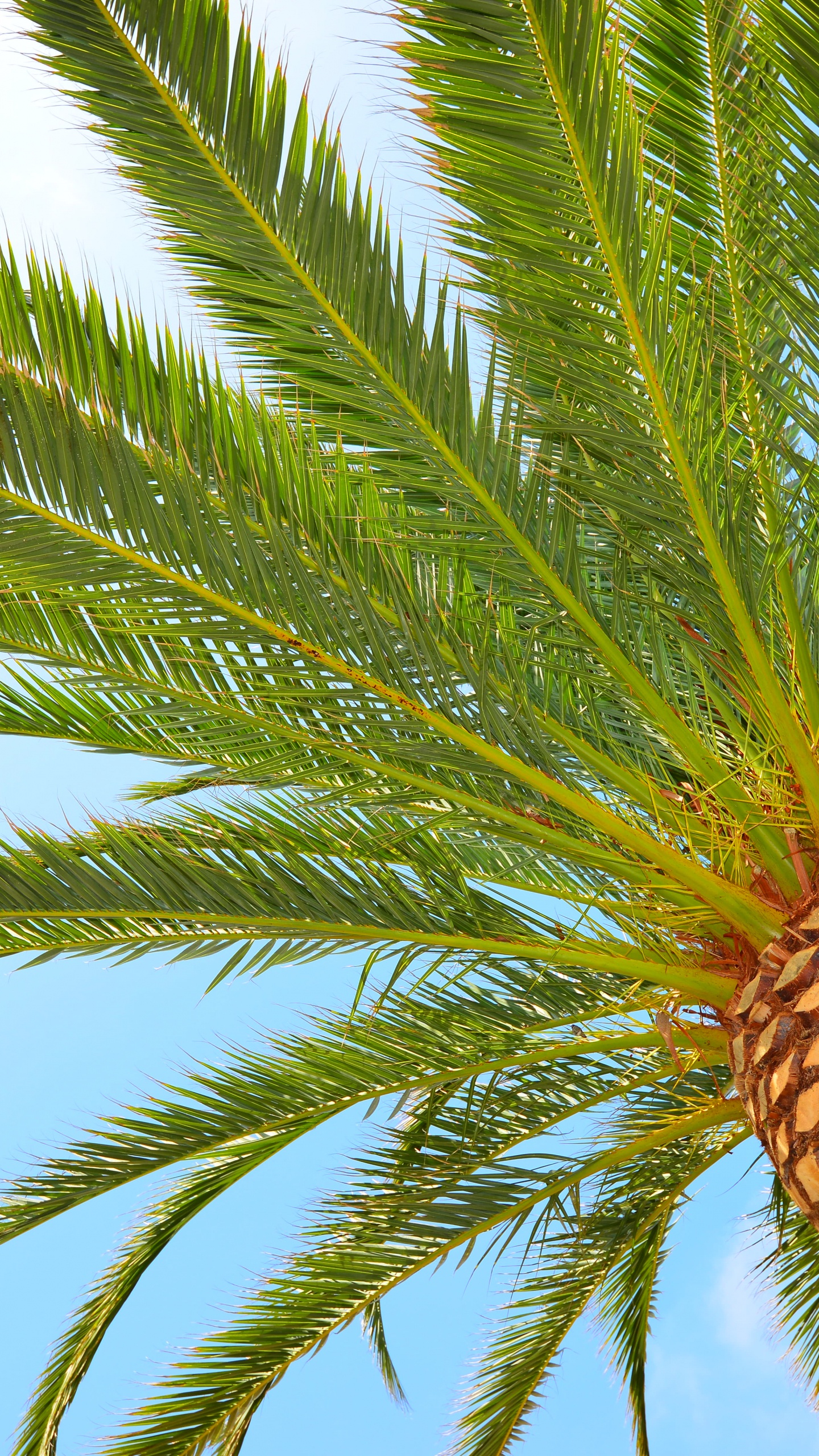 Обои пальмовые рощи, Бабассу, дерево, растение, Пальма в разрешении 1440x2560