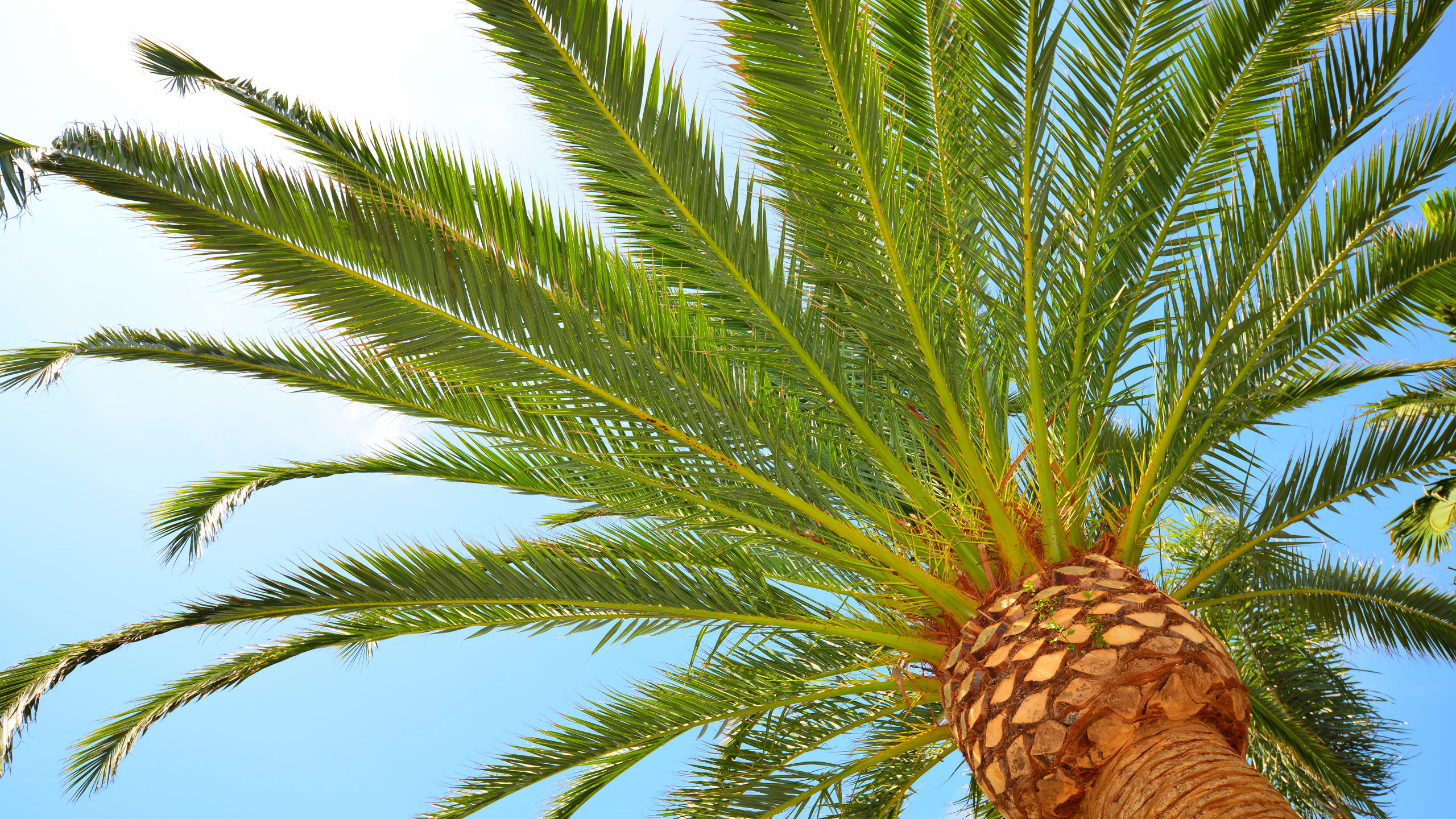 Обои пальмовые рощи, Бабассу, дерево, растение, Пальма в разрешении 2560x1440