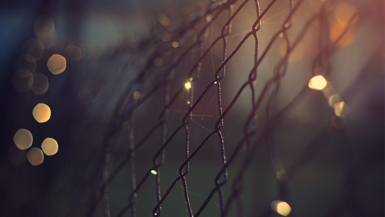 Обои глубина резкости, боке, вода, ветвь, свет в разрешении 1280x720