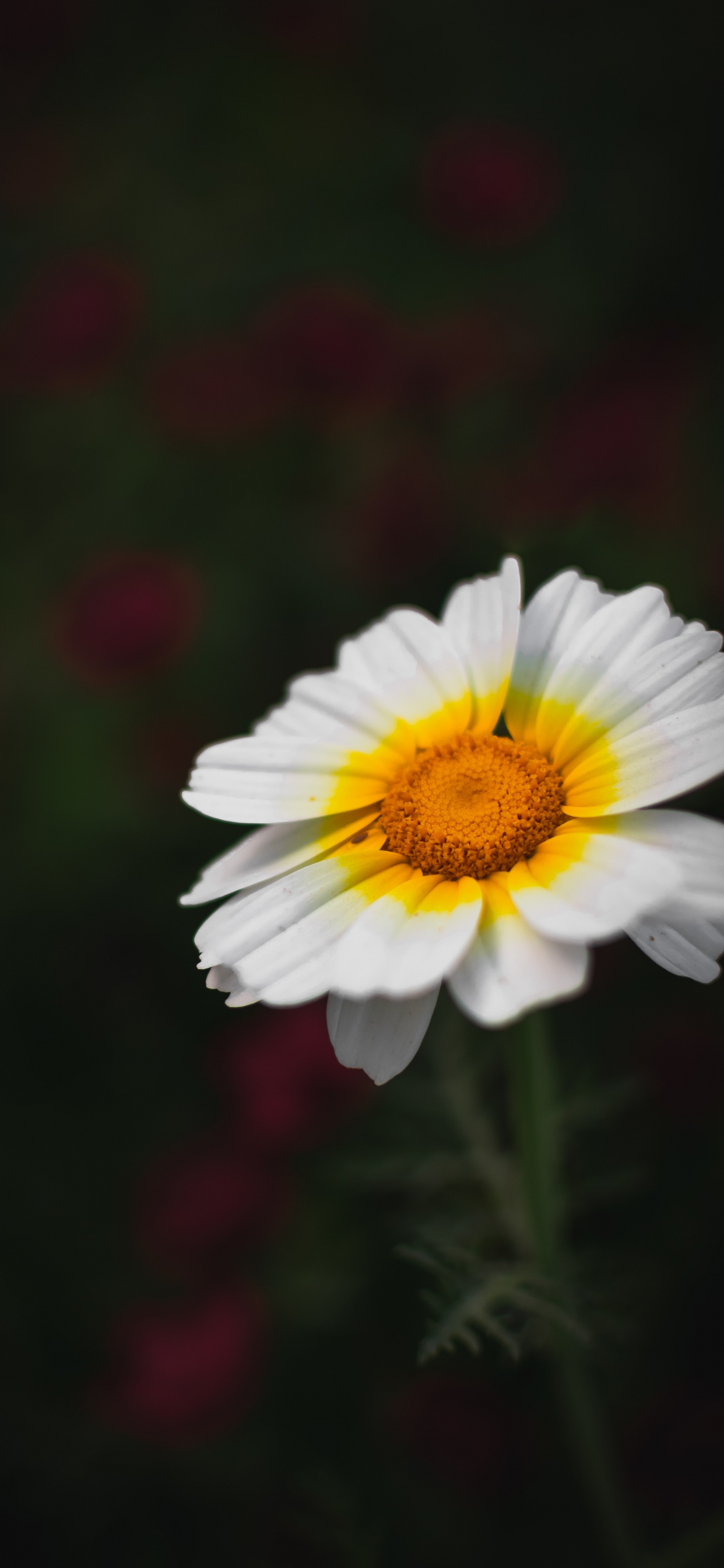 Обои цветок, цветковое растение, лепесток, растение, желтый в разрешении 1242x2688