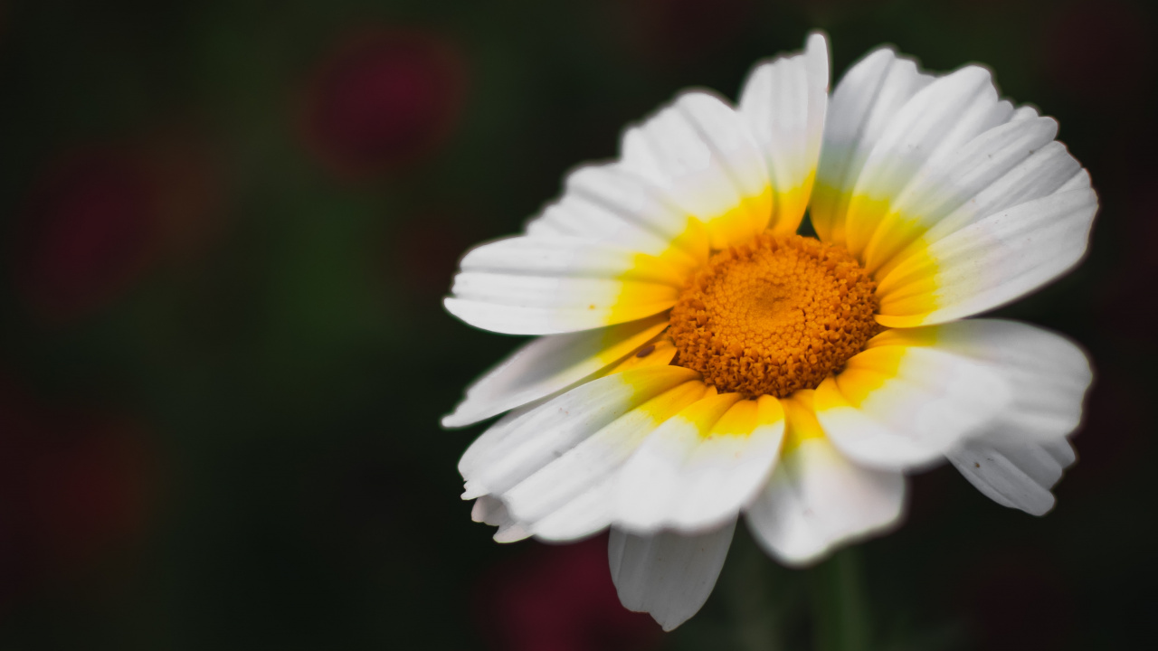 Обои цветок, цветковое растение, лепесток, растение, желтый в разрешении 1280x720