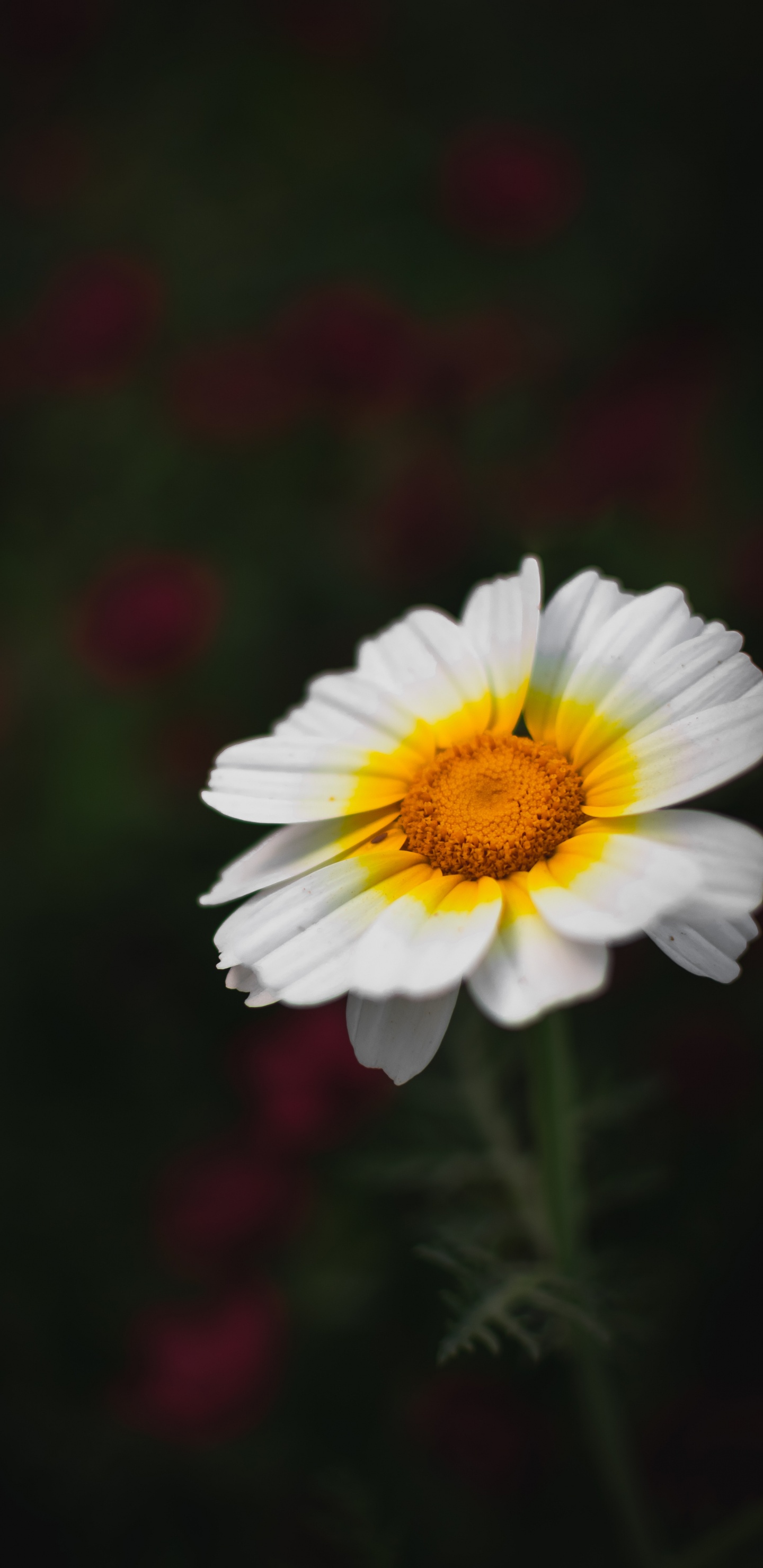 Обои цветок, цветковое растение, лепесток, растение, желтый в разрешении 1440x2960