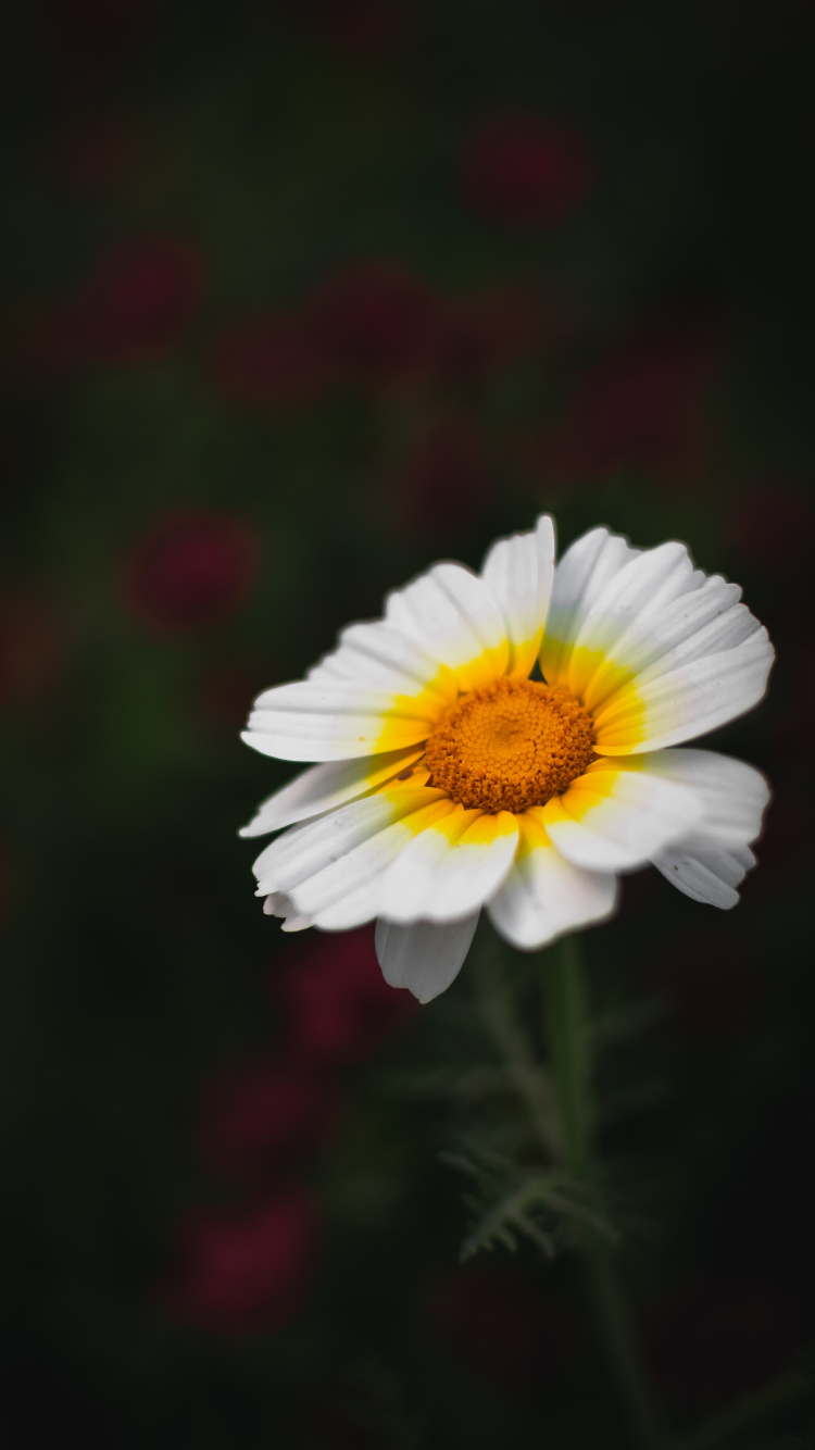 Обои цветок, цветковое растение, лепесток, растение, желтый в разрешении 750x1334