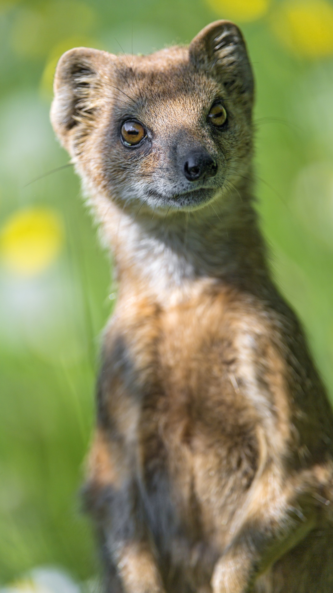 Обои мангуста, Виверровые, живая природа, наземные животные, бакенбарды в разрешении 1080x1920