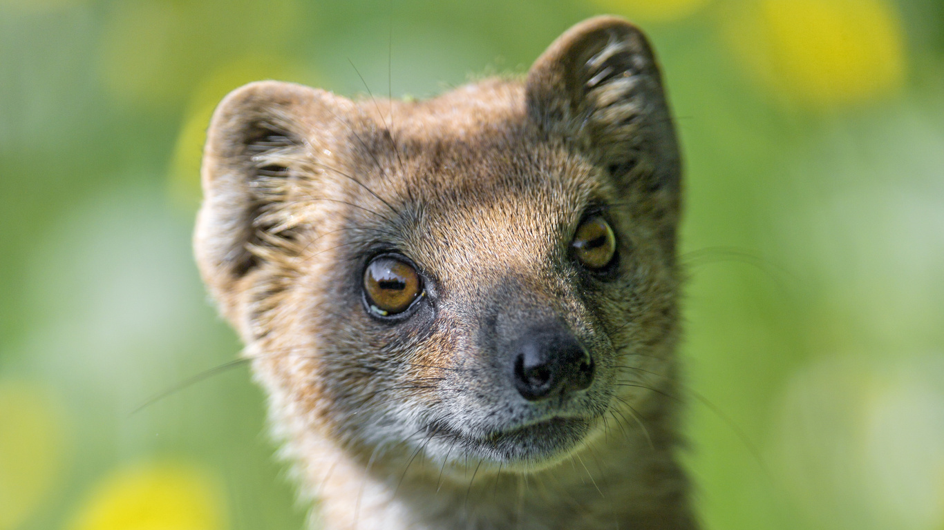 Обои мангуста, Виверровые, живая природа, наземные животные, бакенбарды в разрешении 1366x768