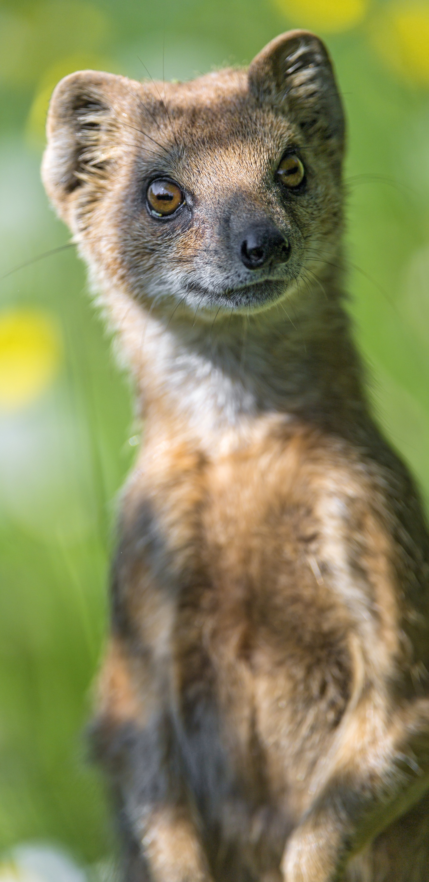 Обои мангуста, Виверровые, живая природа, наземные животные, бакенбарды в разрешении 1440x2960