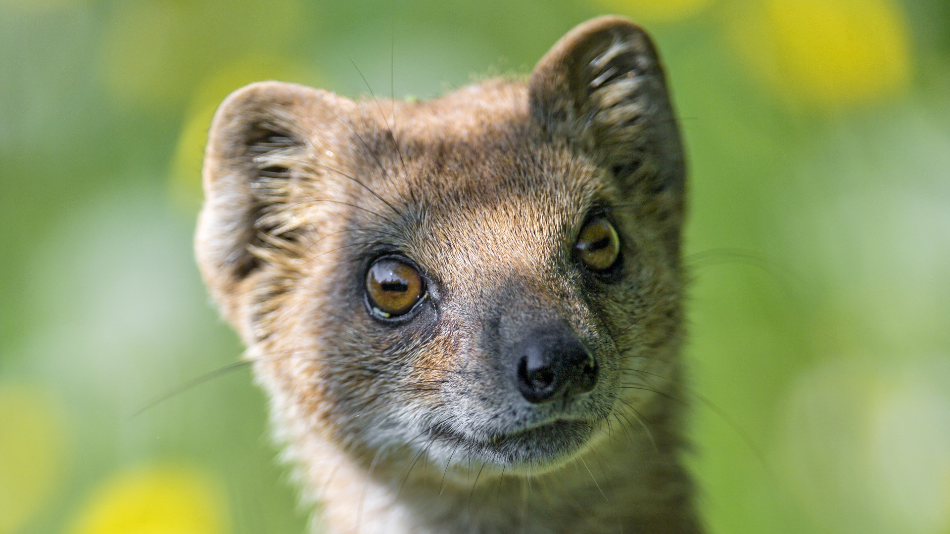 Обои мангуста, Виверровые, живая природа, наземные животные, бакенбарды в разрешении 1920x1080