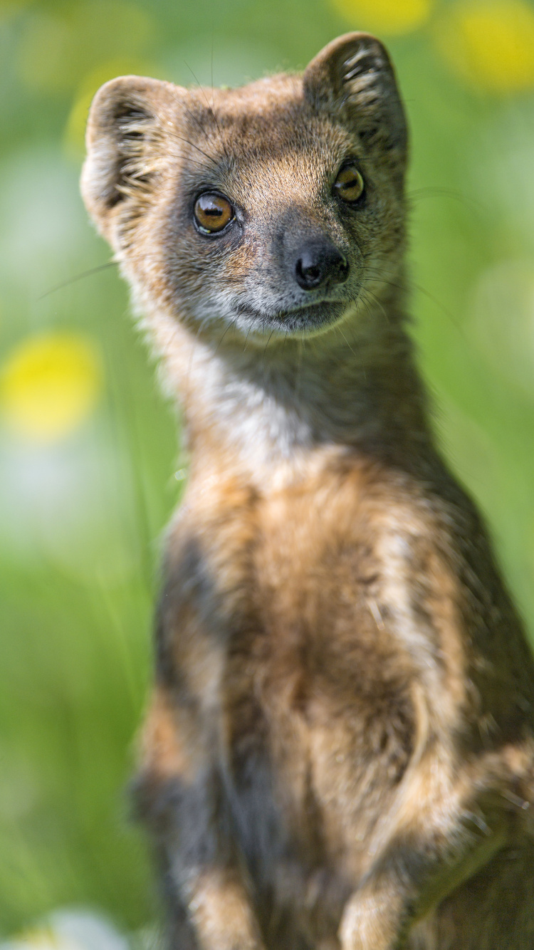 Обои мангуста, Виверровые, живая природа, наземные животные, бакенбарды в разрешении 750x1334