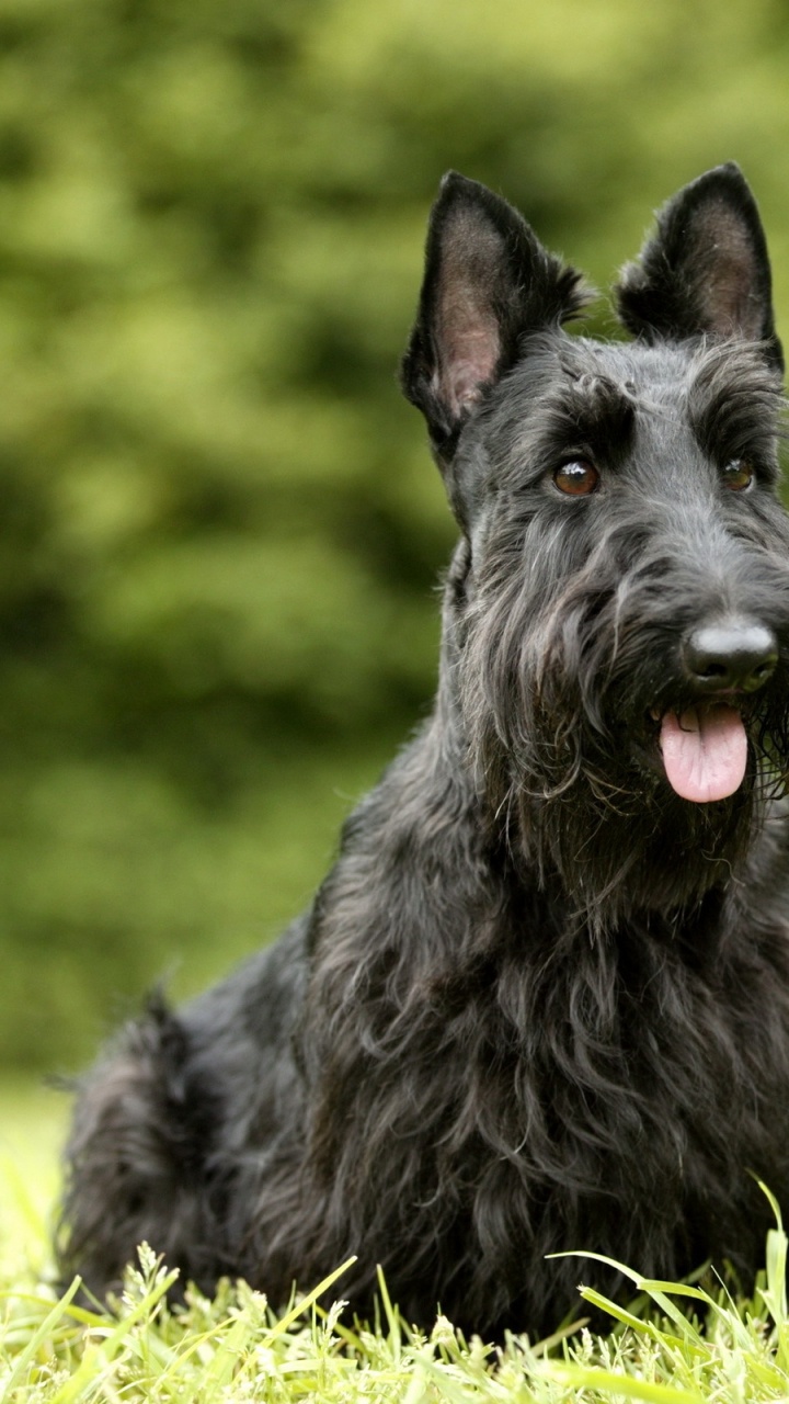 Обои шотландский терьер, Вест хайленд уайт терьер, собака породы, морда, млекопитающее в разрешении 720x1280