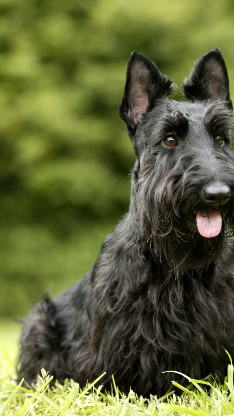 Обои шотландский терьер, Вест хайленд уайт терьер, собака породы, морда, млекопитающее в разрешении 750x1334