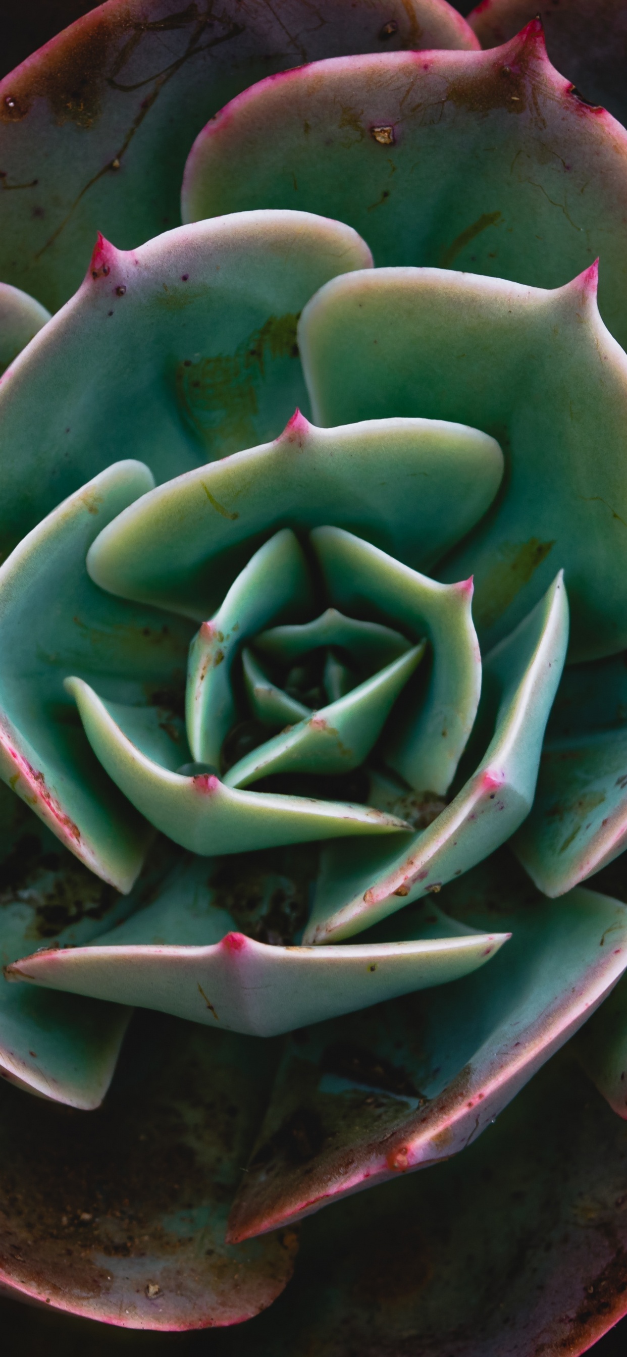 Обои рассада, цветок, Эхеверий, растение, белый мексиканская Роза в разрешении 1242x2688