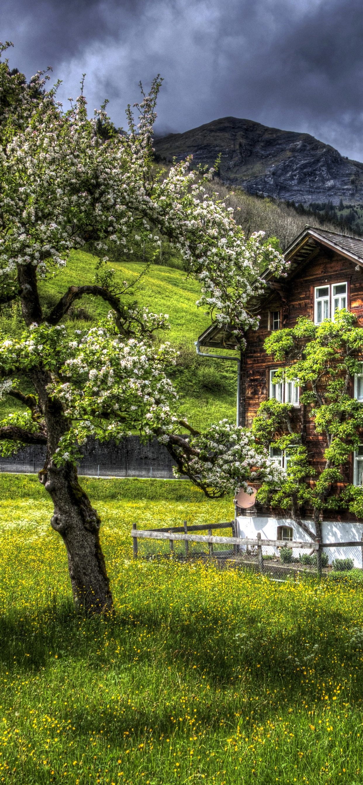 Обои природа, Хаус, свойство, родина, дерево в разрешении 1242x2688