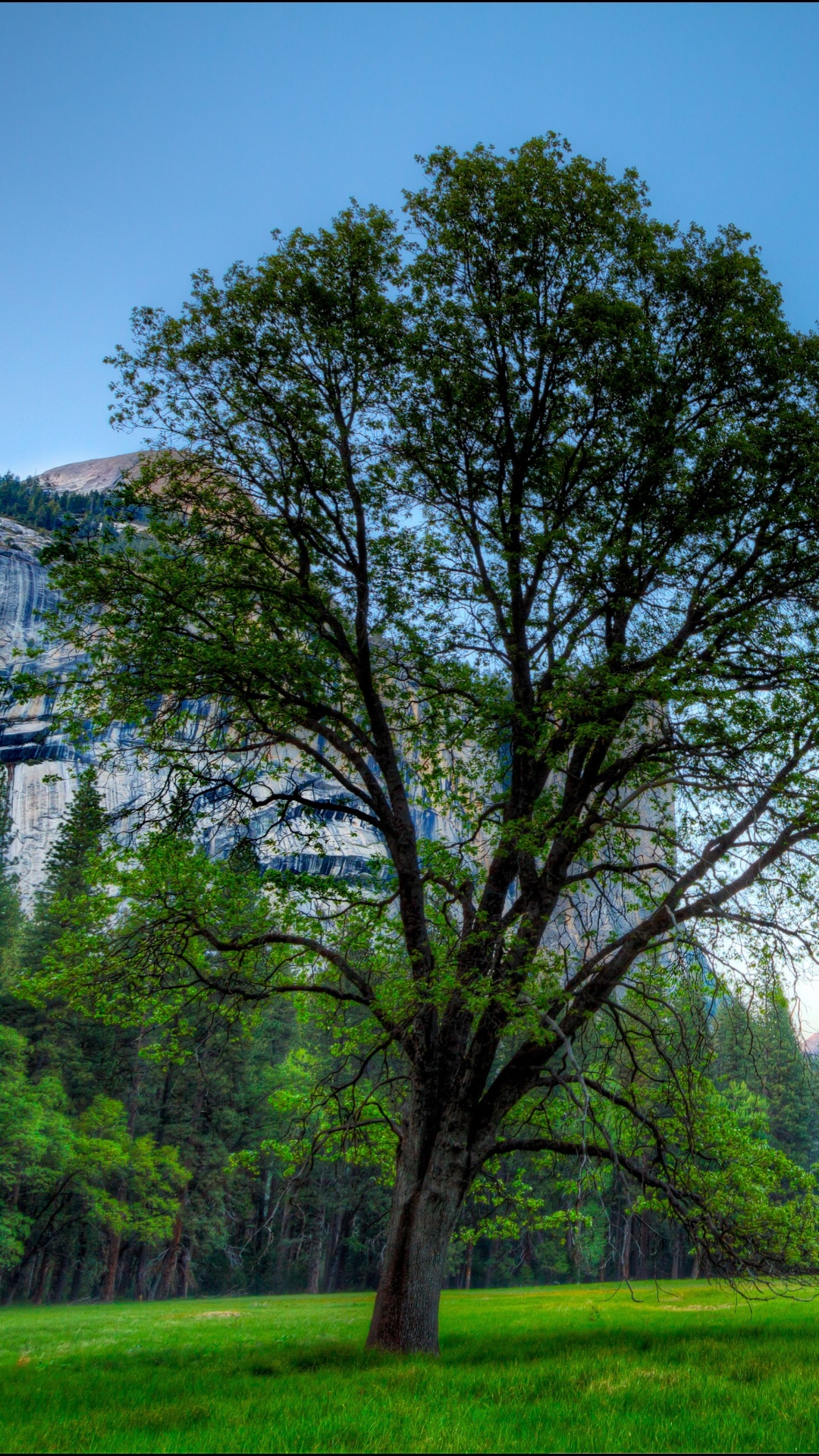 Обои Половина Купола, Эль-капитан, парк, национальный парк, природа в разрешении 1080x1920
