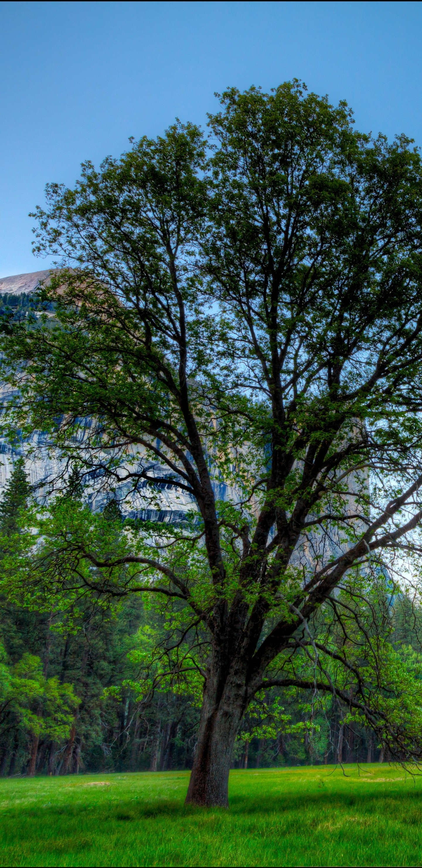 Обои Половина Купола, Эль-капитан, парк, национальный парк, природа в разрешении 1440x2960