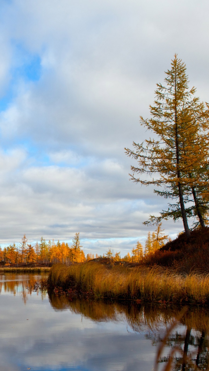 Обои отражение, дерево, природа, вода, лист в разрешении 720x1280