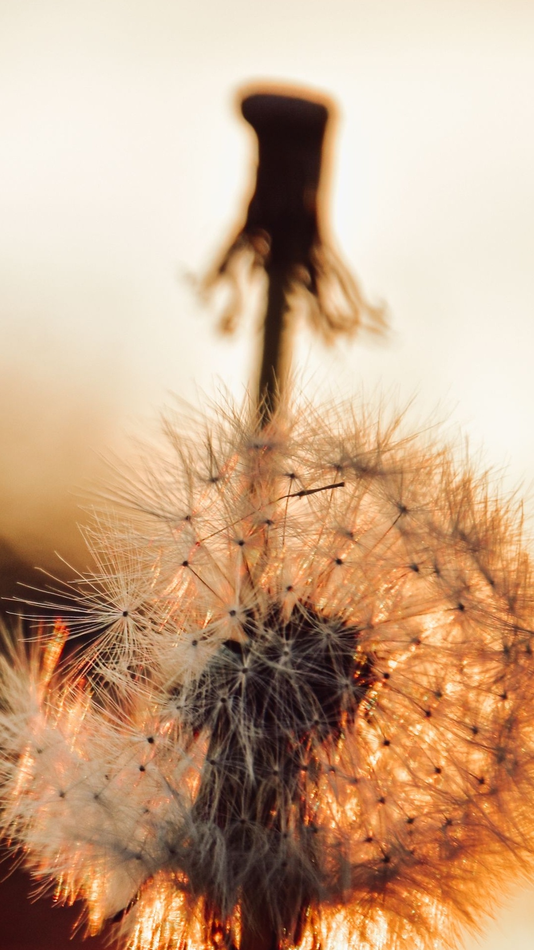 Обои полевой цветок, цветок, растение, ветвь, древесина в разрешении 1080x1920