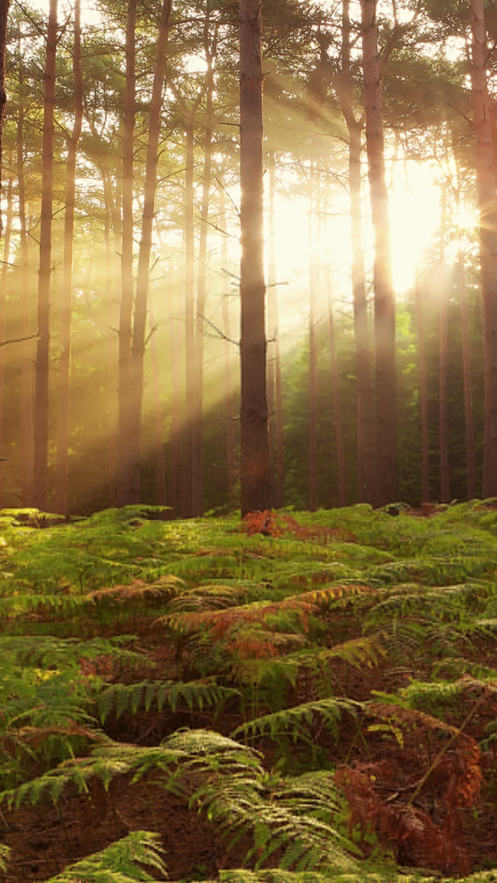 Обои лес, природа, лесистая местность, природный заповедник, растительность в разрешении 720x1280