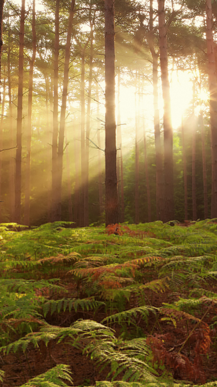Обои лес, природа, лесистая местность, природный заповедник, растительность в разрешении 750x1334
